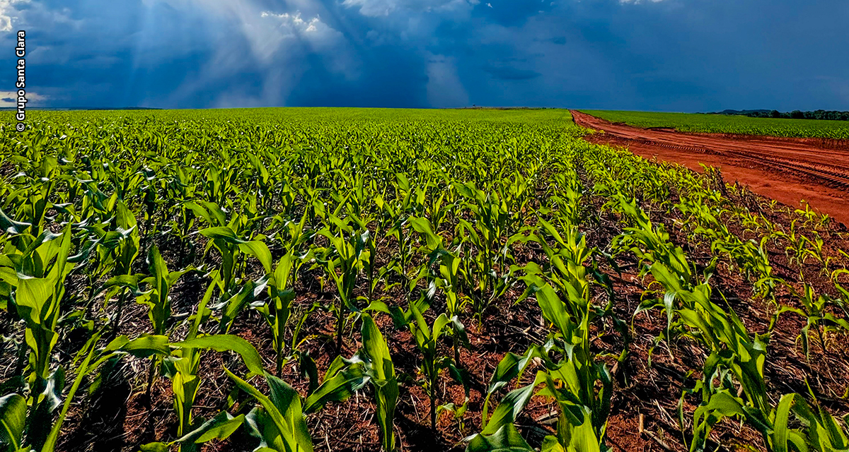 Soluções para nutrição e proteção são aliadas do produtor na safrinha do milho