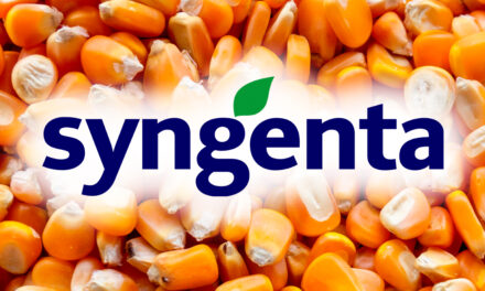 NS66 VIP3: Syngenta Seeds lança híbrido de milho da Nidera que amplia teto produtivo e estabilidade