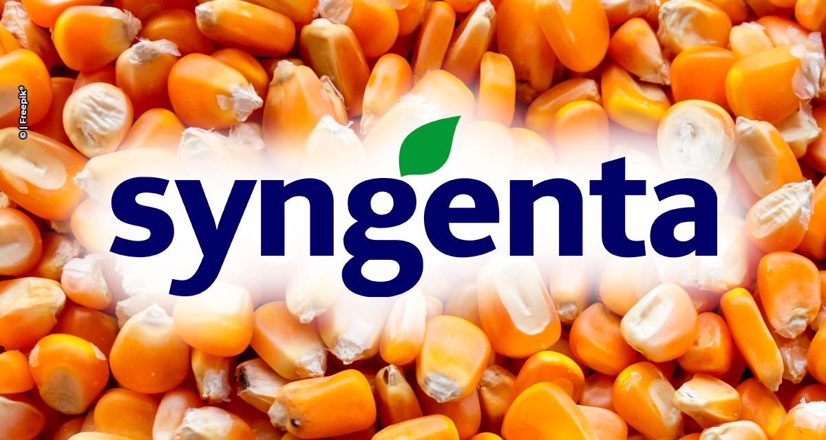 NS66 VIP3: Syngenta Seeds lança híbrido de milho da Nidera que amplia teto produtivo e estabilidade