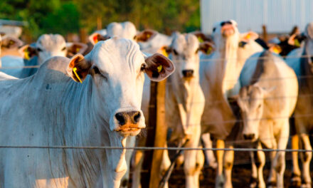 Farmácia da Pecuária: quando estrutura e prevenção fazem a diferença no campo