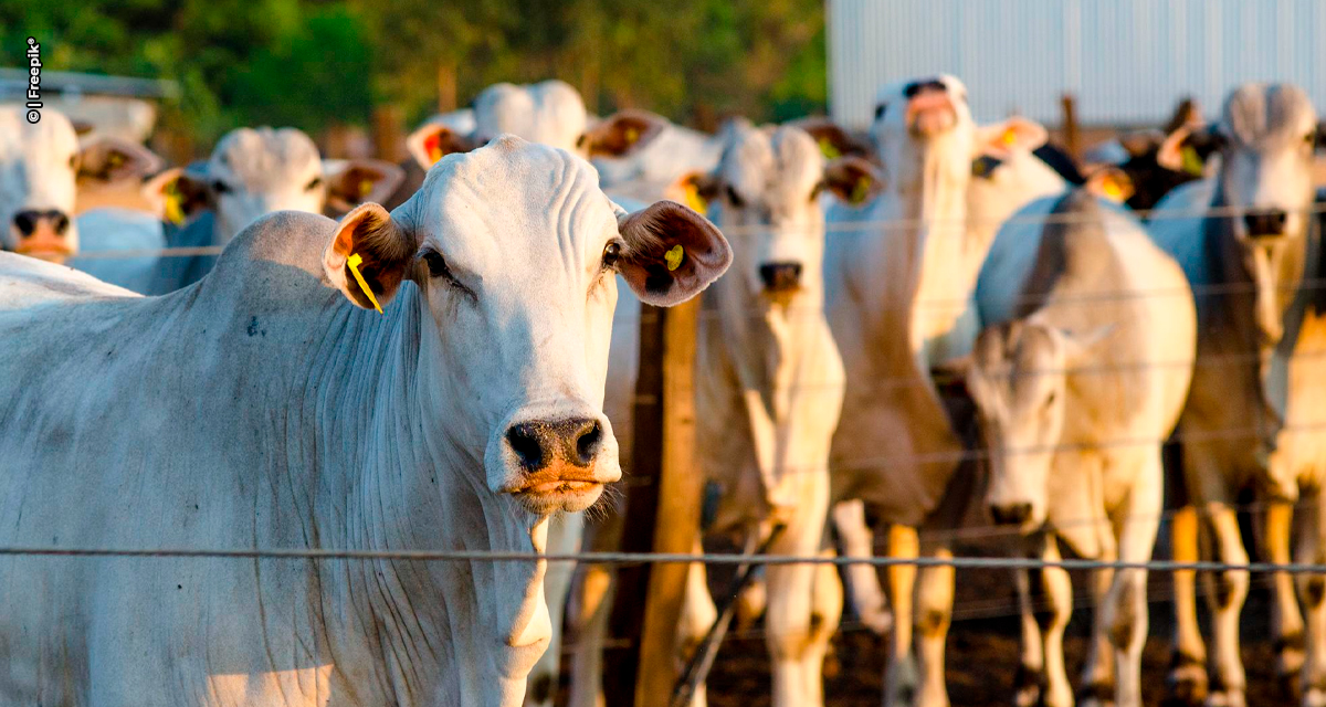 Farmácia da Pecuária: quando estrutura e prevenção fazem a diferença no campo