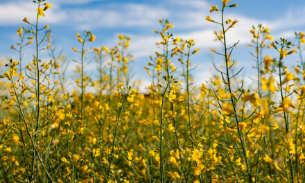 Canola ganha espaço e avança como cultivo estratégico no Brasil