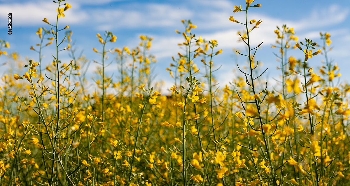 Canola ganha espaço e avança como cultivo estratégico no Brasil