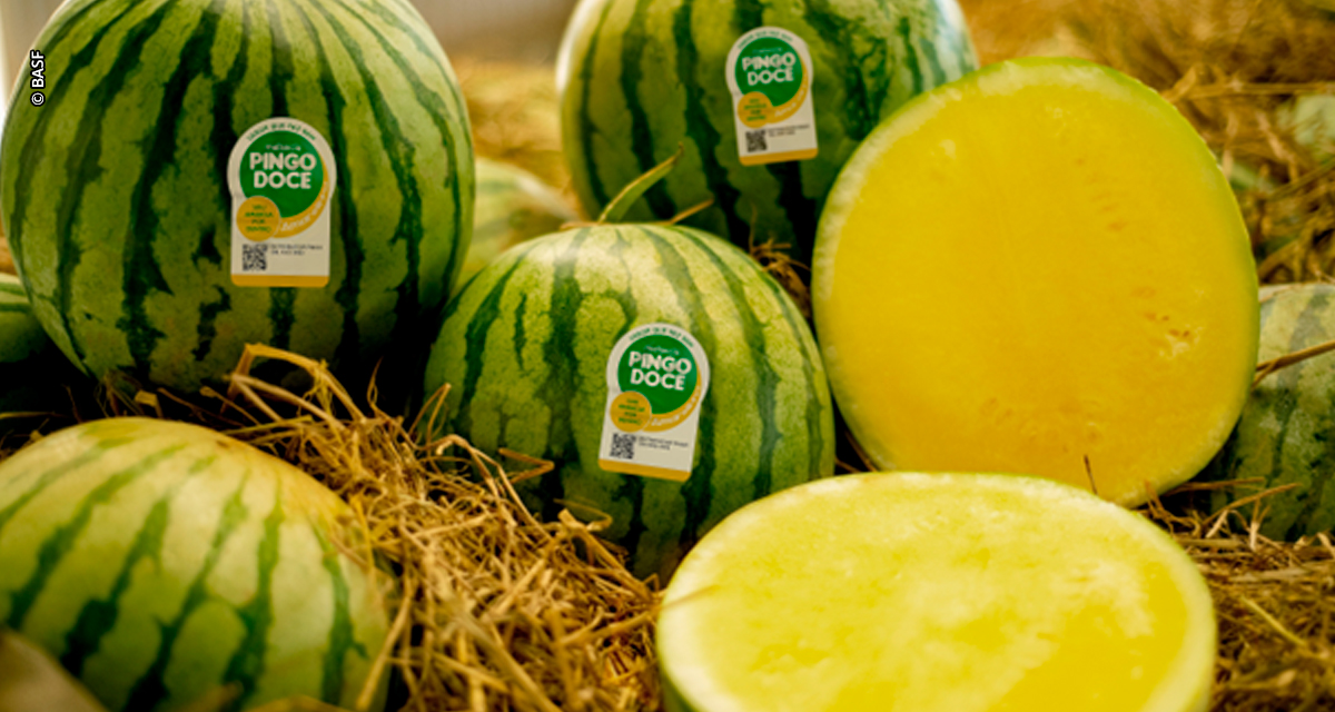 Pingo Doce reforça modelo integrado e inovação na cadeia de frutas durante a Fruit Attraction São Paulo 2026