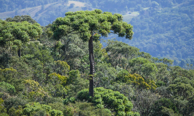 Projeto desenvolvido pela CERTI recupera mata atlântica em SC com plantio de araucárias