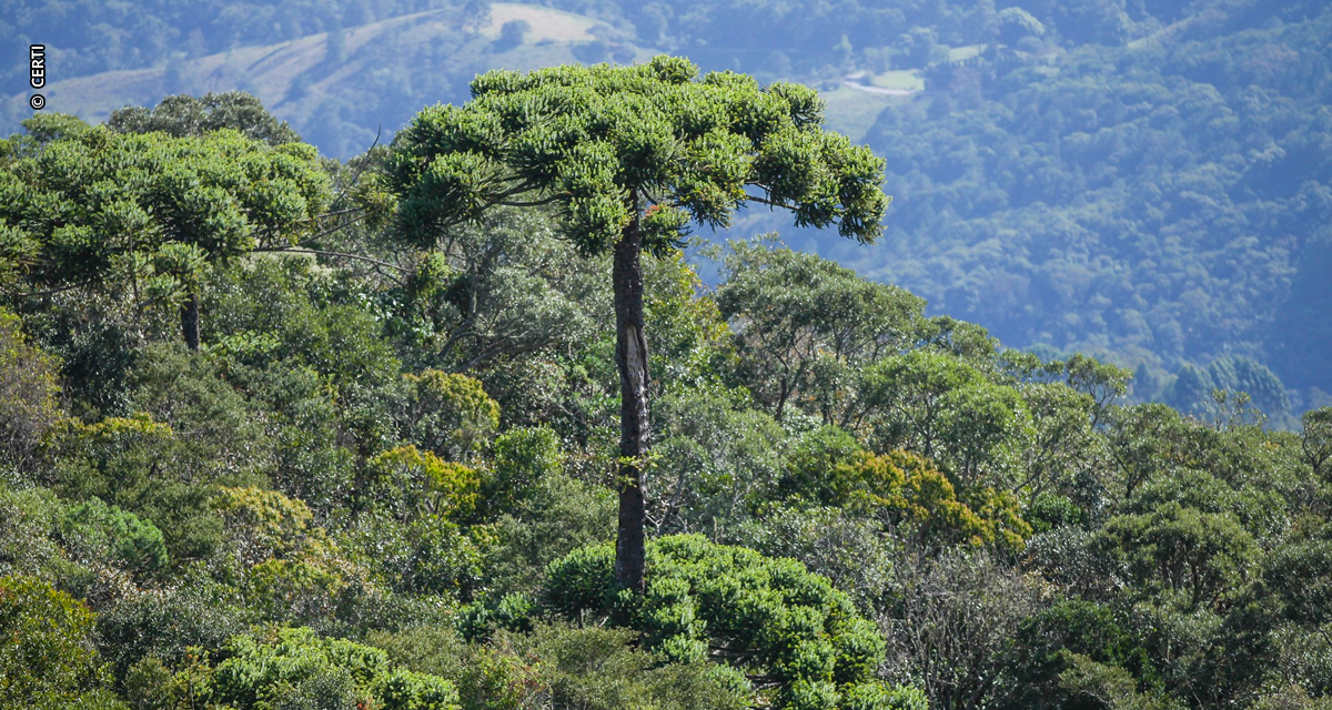 Projeto desenvolvido pela CERTI recupera mata atlântica em SC com plantio de araucárias