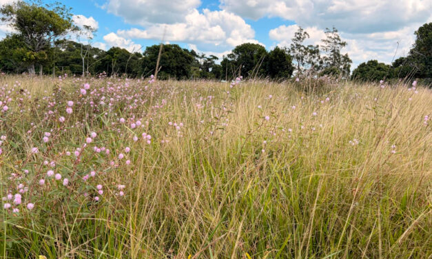 Em momento de compra de bezerros, pecuaristas devem se atentar a qualidade do pasto que pode ser impactada por plantas daninhas