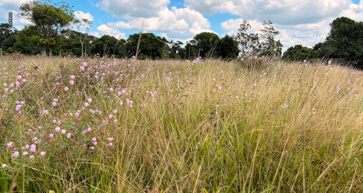 Em momento de compra de bezerros, pecuaristas devem se atentar a qualidade do pasto que pode ser impactada por plantas daninhas