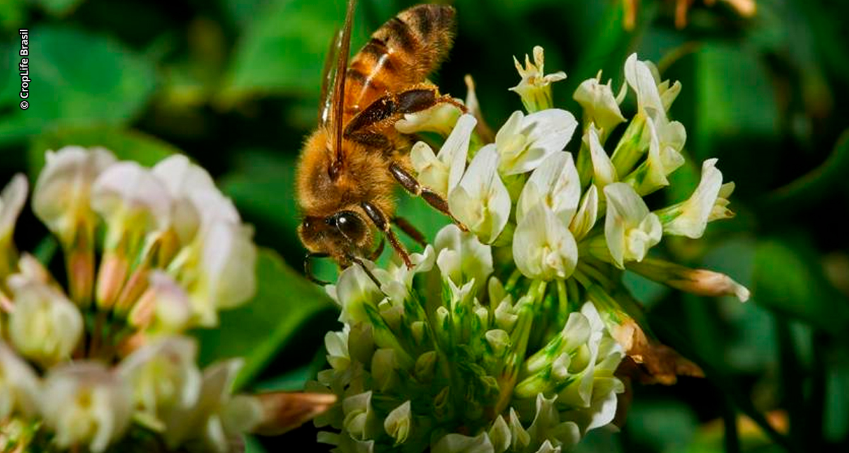 Agricultura e polinizadores: é possível conviver em harmonia?