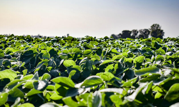 Chega ao mercado solução biotecnológica bivalente contra patógenos de solo e nematoides