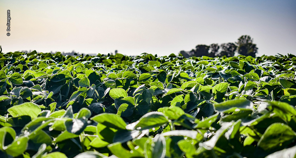 Chega ao mercado solução biotecnológica bivalente contra patógenos de solo e nematoides