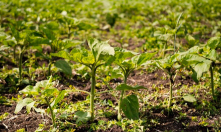 Produtividade aliada à sustentabilidade no Sul do Brasil