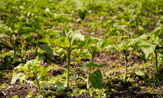 Produtividade aliada à sustentabilidade no Sul do Brasil