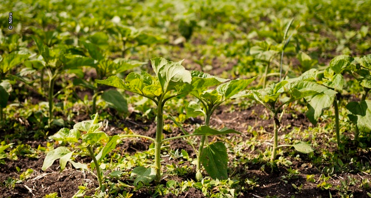 Produtividade aliada à sustentabilidade no Sul do Brasil