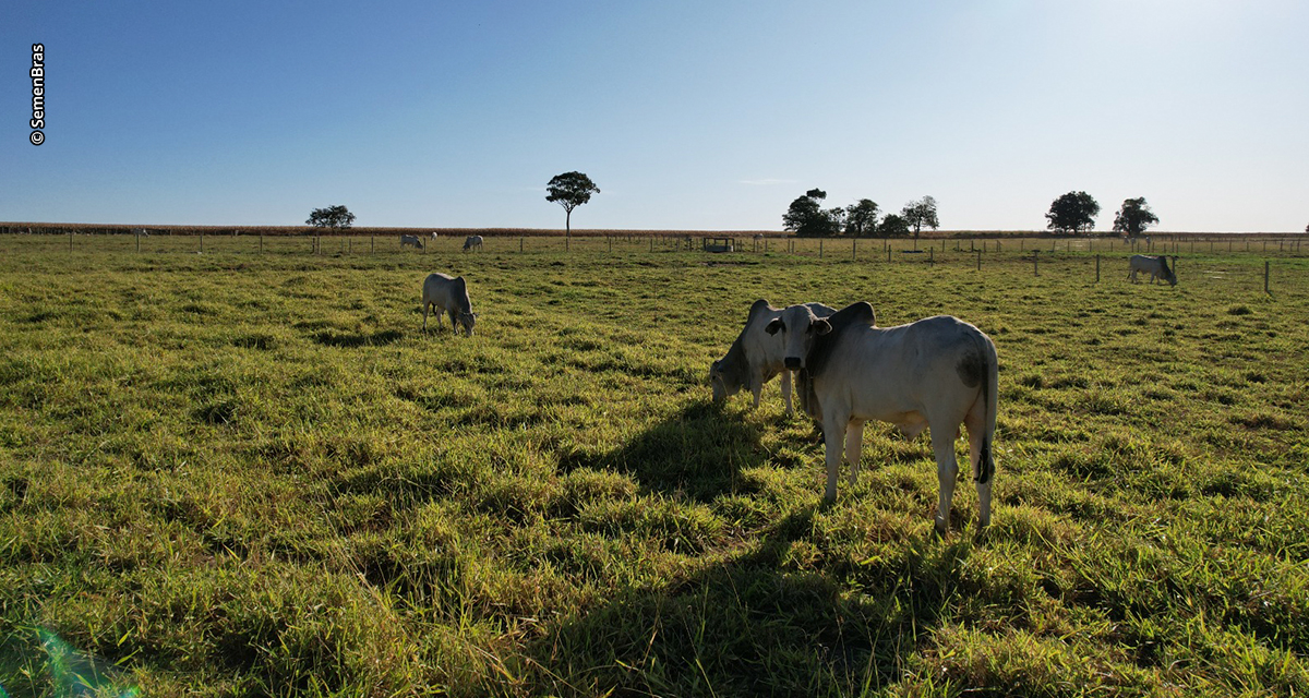 A seca está chegando e é hora do pecuarista se preparar