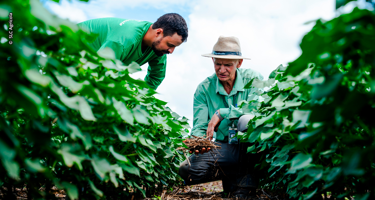 SLC Agrícola amplia em 79% área certificada em agricultura regenerativa