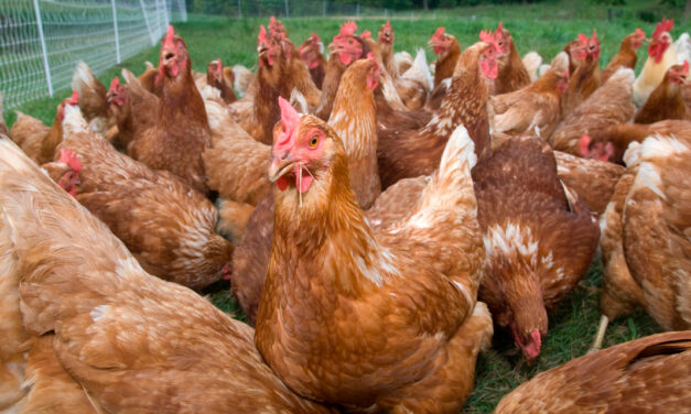 Dieta com aditivos funcionais é essencial para mitigar o estresse térmico em aves
