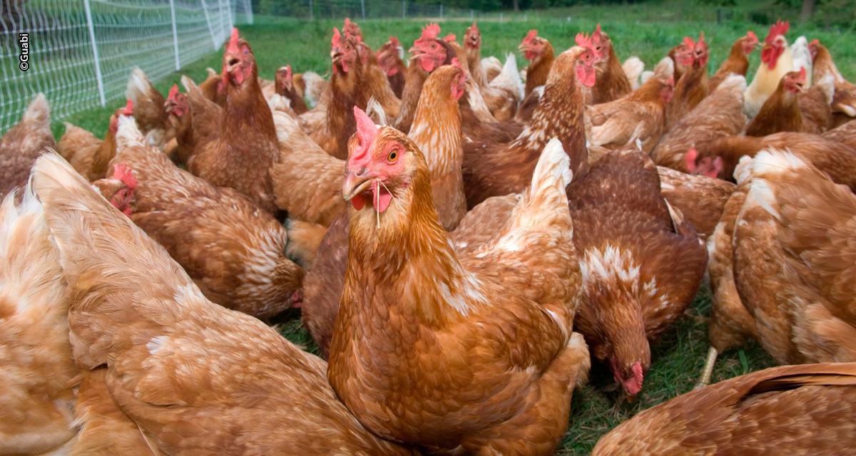 Dieta com aditivos funcionais é essencial para mitigar o estresse térmico em aves