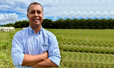 Capim Tamani impulsiona a produção de feno com mais qualidade, rendimento e retorno ao produtor
