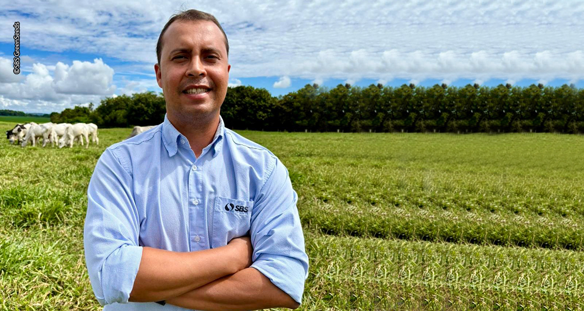 Capim Tamani impulsiona a produção de feno com mais qualidade, rendimento e retorno ao produtor
