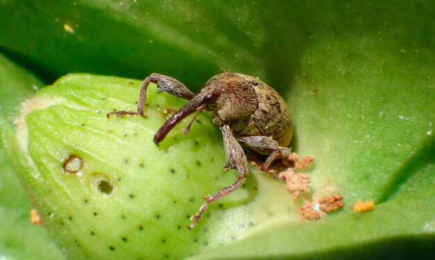 Syngenta lança novo inseticida, acaricida e lagarticida que aprimora o manejo das principais pragas em busca de mais resultados no milho e algodão