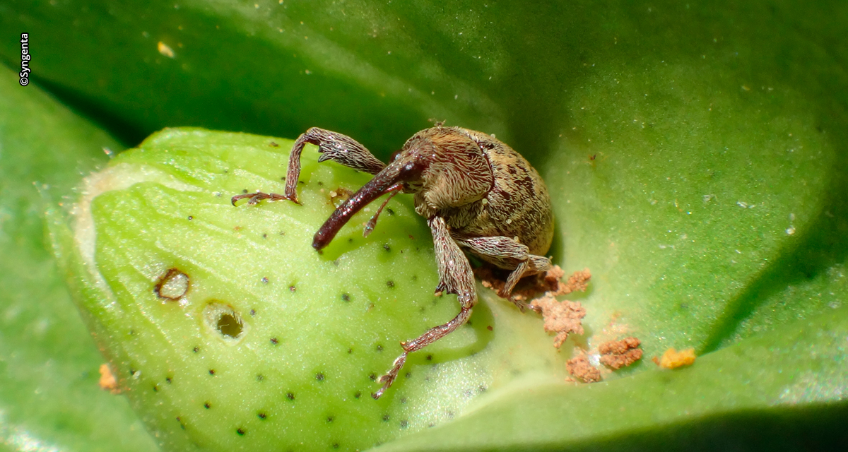 Syngenta lança novo inseticida, acaricida e lagarticida que aprimora o manejo das principais pragas em busca de mais resultados no milho e algodão
