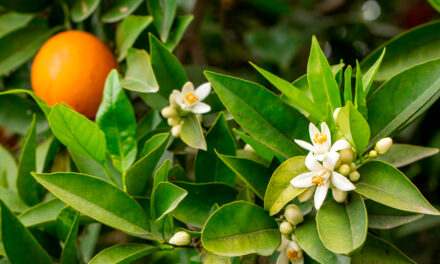 Manejo específico para a florada que reduz perdas por estresse hídrico é destaque durante a Expocitros 2026