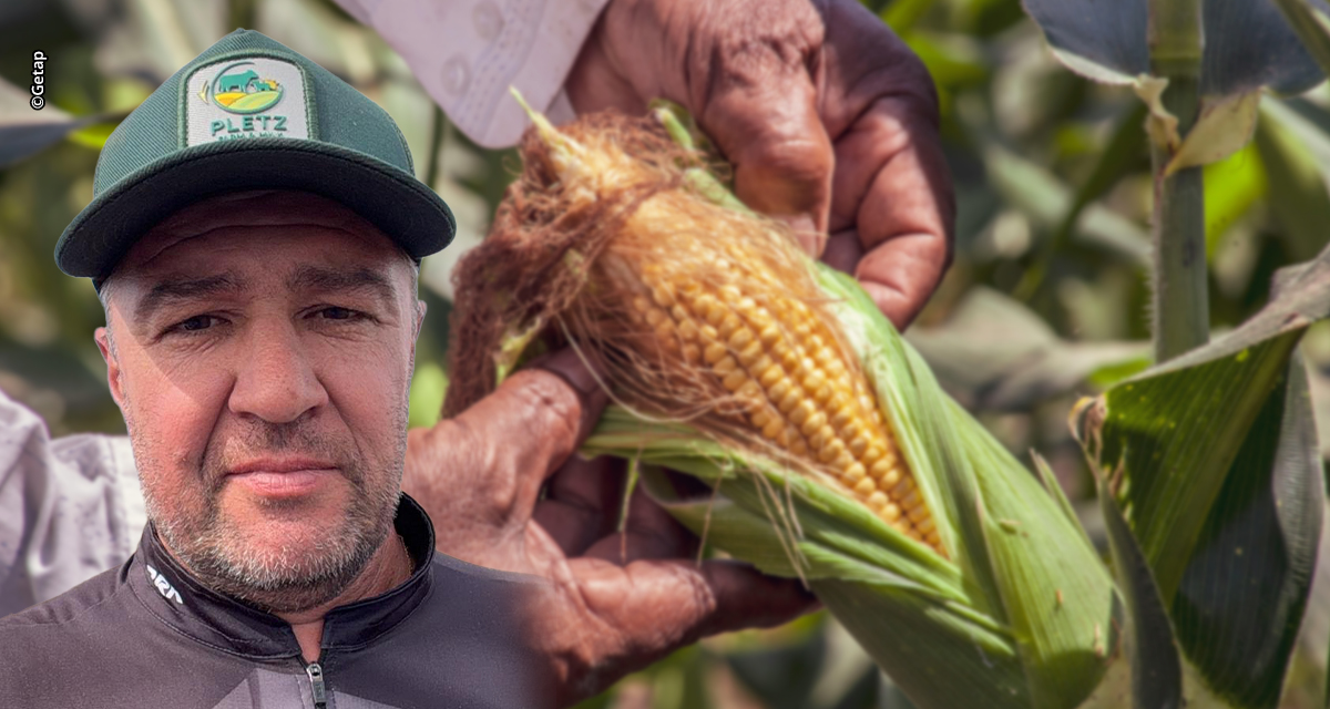 Produtores de milho do Sul registram novos recordes com lavouras acima de 360 sacas por hectare