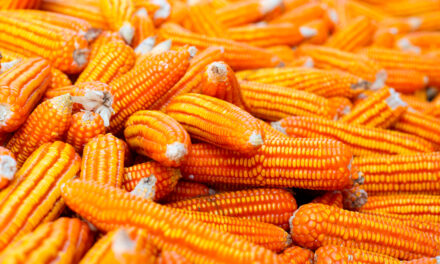 Food + Fuel + Feed: a ciência da integração transforma milho em energia e alimento sem competir por áreas agrícolas