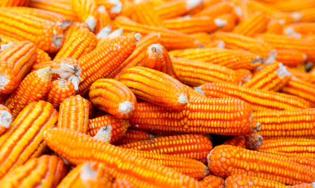 Food + Fuel + Feed: a ciência da integração transforma milho em energia e alimento sem competir por áreas agrícolas
