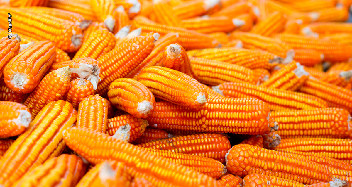 Food + Fuel + Feed: a ciência da integração transforma milho em energia e alimento sem competir por áreas agrícolas