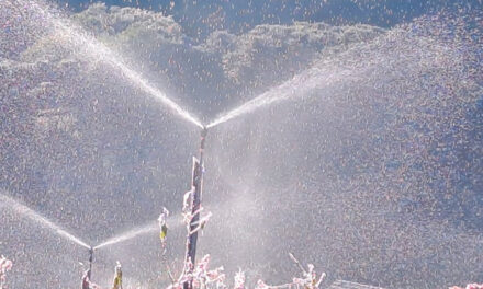 Geadas colocam hortifruti em alerta e impulsionam busca por tecnologias de irrigação no Sul do Brasil