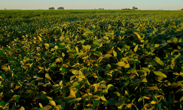Sem controle adequado, ácaros causam perda de produtividade de soja e algodão