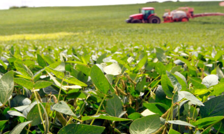Incertezas no mercado de fertilizantes ameaçam safra brasileira de soja