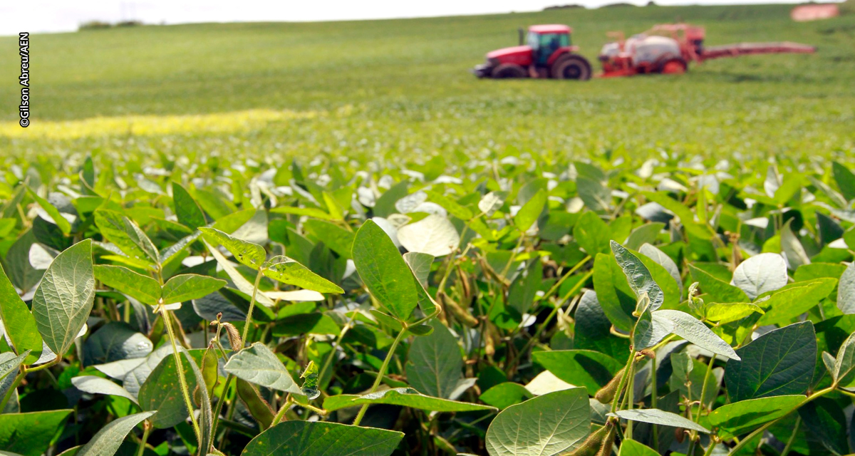 Incertezas no mercado de fertilizantes ameaçam safra brasileira de soja