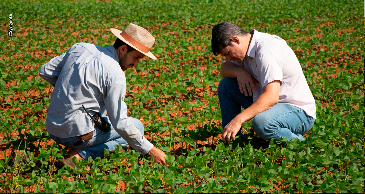 Tecnologias digitais e biológicas elevam produtividade de soja em mais de 20% em fazenda do Maranhão