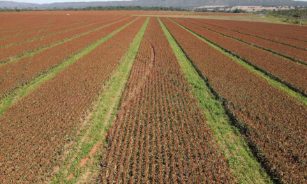 Performance de sementes de sorgo começa antes mesmo do plantio