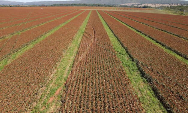 Performance de sementes de sorgo começa antes mesmo do plantio