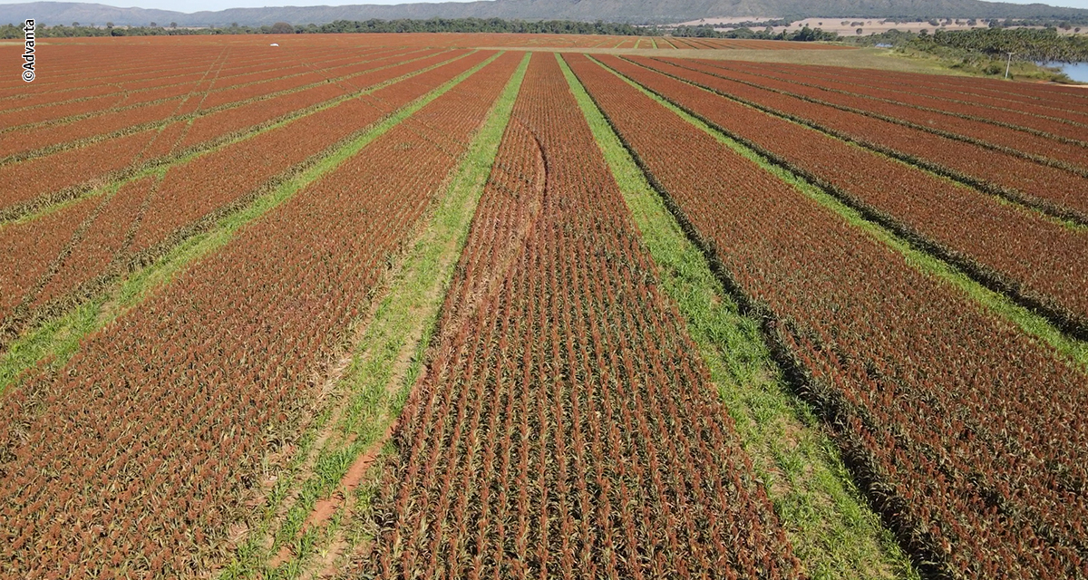 Performance de sementes de sorgo começa antes mesmo do plantio