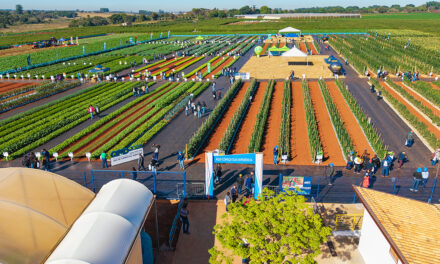 Edição histórica dos 20 anos de Open Field Day terá 2,8 hectares de área cultivada e demonstrações de colheita mecanizada de cebolas