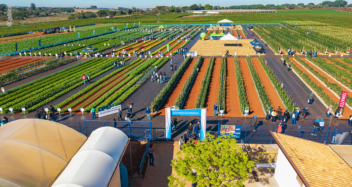 Edição histórica dos 20 anos de Open Field Day terá 2,8 hectares de área cultivada e demonstrações de colheita mecanizada de cebolas