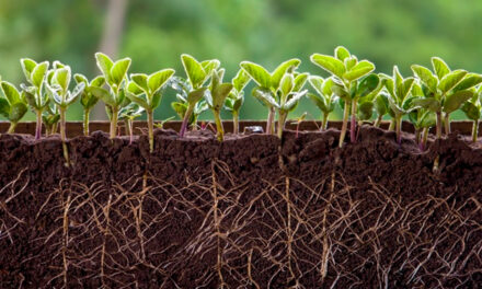 Agricultura regenerativa começa no solo e ganha força como estratégia para aumentar produtividade com eficiência