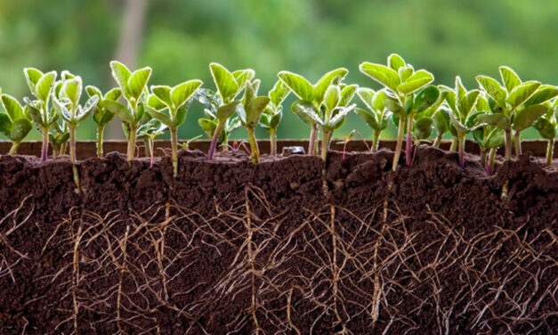 Agricultura regenerativa começa no solo e ganha força como estratégia para aumentar produtividade com eficiência