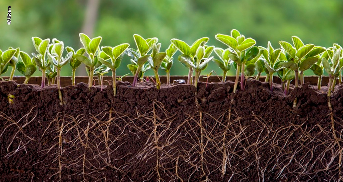 Agricultura regenerativa começa no solo e ganha força como estratégia para aumentar produtividade com eficiência