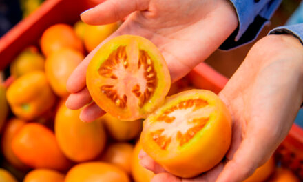 Hortitec 2026: BASF apresenta estratégia integrada para manejo de pragas sugadoras