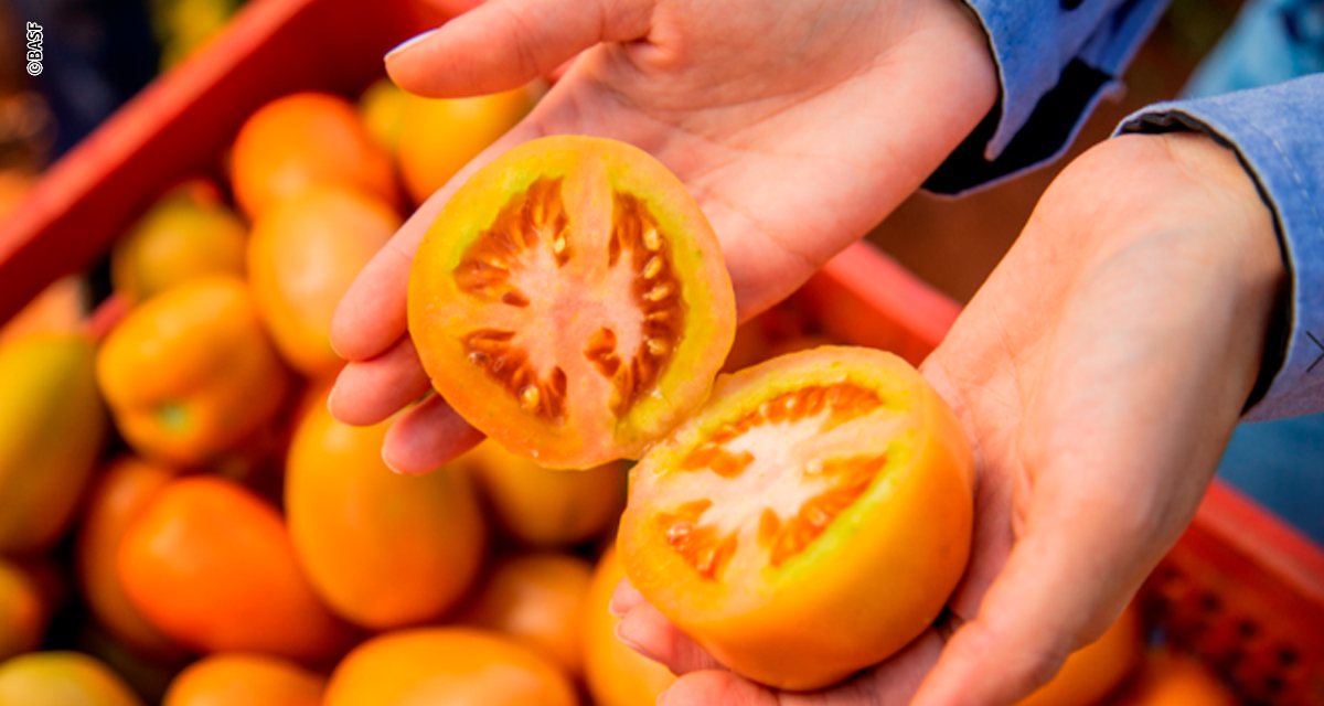 Hortitec 2026: BASF apresenta estratégia integrada para manejo de pragas sugadoras