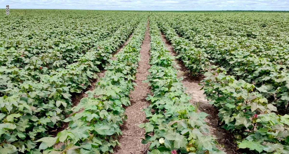 GCB estrutura CRA de R$ 30,5 milhões para financiar reorganização de dívidas do Grupo Rizzi