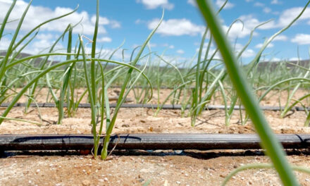 Especialista analisa como a irregularidade climática está transformando a produção de hortifrútis e impulsionando a irrigação por gotejamento