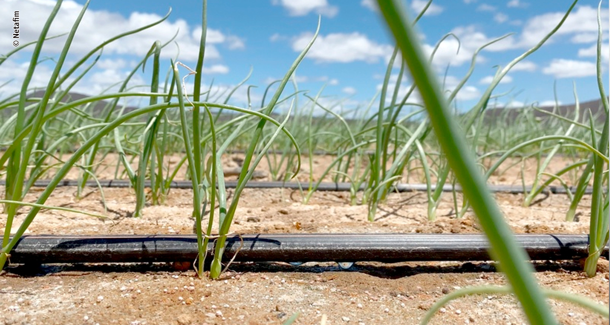 Especialista analisa como a irregularidade climática está transformando a produção de hortifrútis e impulsionando a irrigação por gotejamento