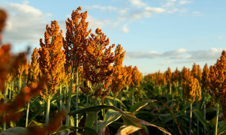 Com potencial para produzir mesmo em situações climáticas severas, sorgo avança no Brasil